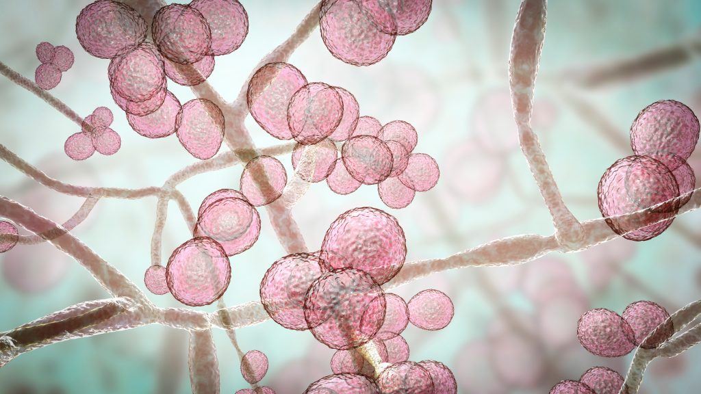 カンジダはどんな匂い？細菌性腟炎との見分け方や対処法などを解説